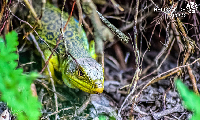 City Park - Порту