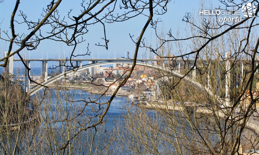 Взгляд между ветвями