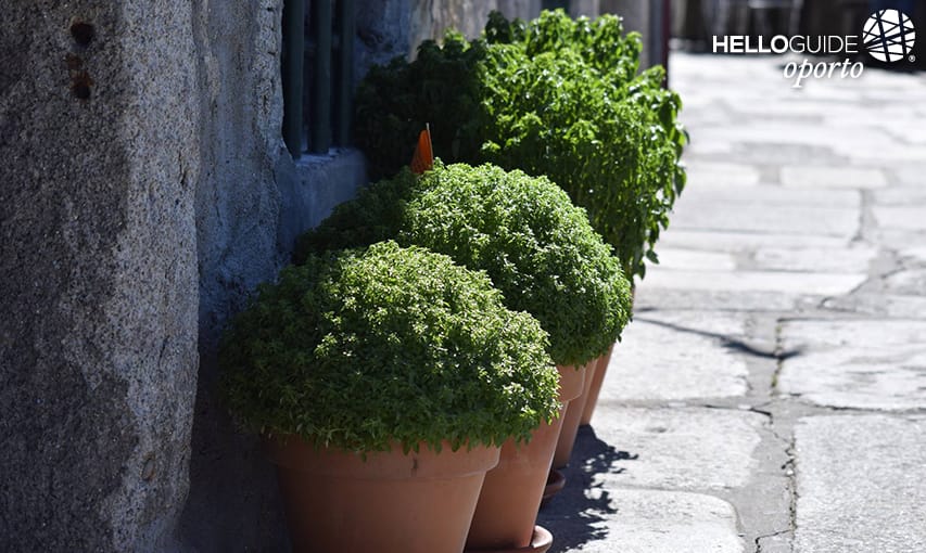 Bueno São João a todos
