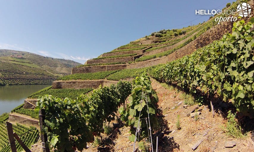 Los viñedos del Duero